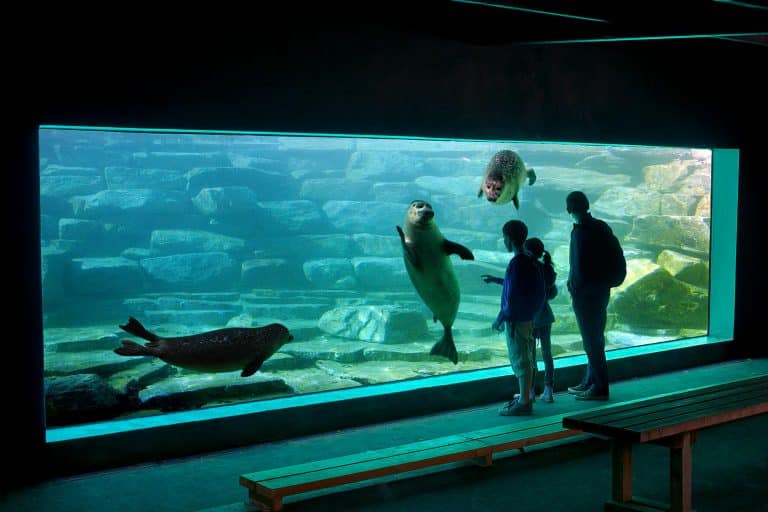 Groupe observe phoques dans aquarium transparent.