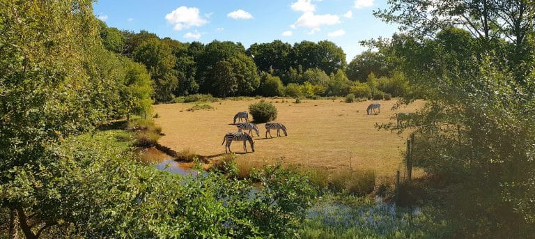 Zèbres broutant dans une prairie ensoleillée.